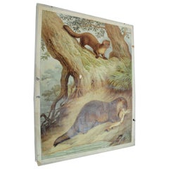 Old Vintage Wall Chart Weasel Otter Country Style Poster Print