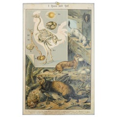Old Wall Chart Print Chicken Farm Animal Polecat Weasel Enemies