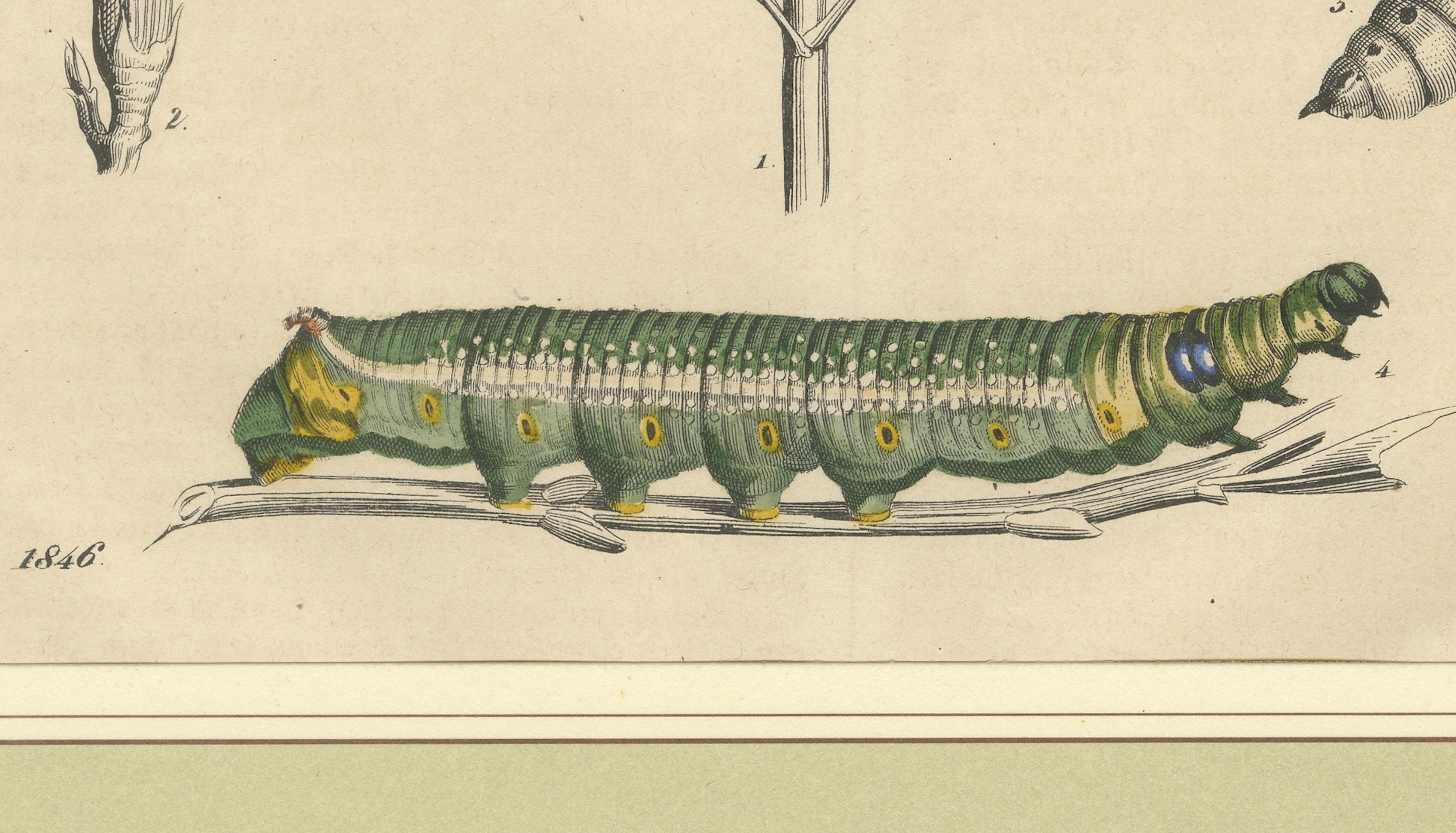„Oleander Hawk-Moth Lifecycle“ – handkolorierter Teller, 1846 im Zustand „Gut“ im Angebot in Langweer, NL