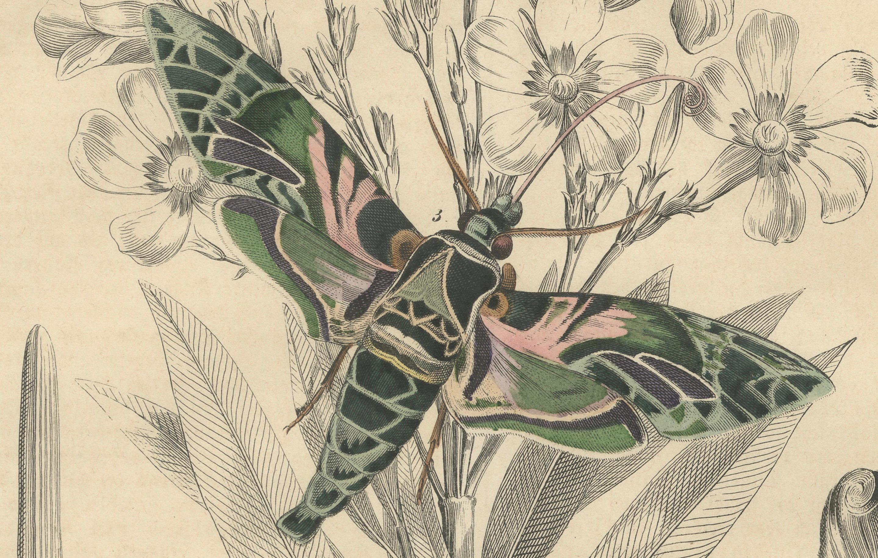„Oleander Hawk-Moth Lifecycle“ – handkolorierter Teller, 1846 (Mittleres 19. Jahrhundert) im Angebot
