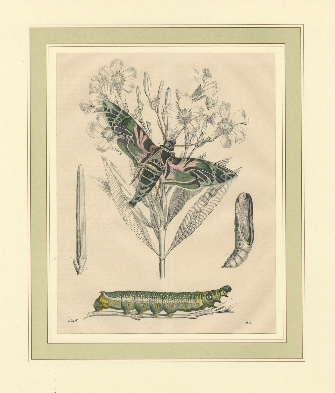 „Oleander Hawk-Moth Lifecycle“ – handkolorierter Teller, 1846 (Papier) im Angebot