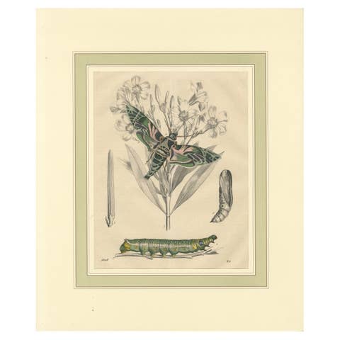 "Oleander Hawk-Moth Lifecycle" - Hand-Colored Plate, 1846