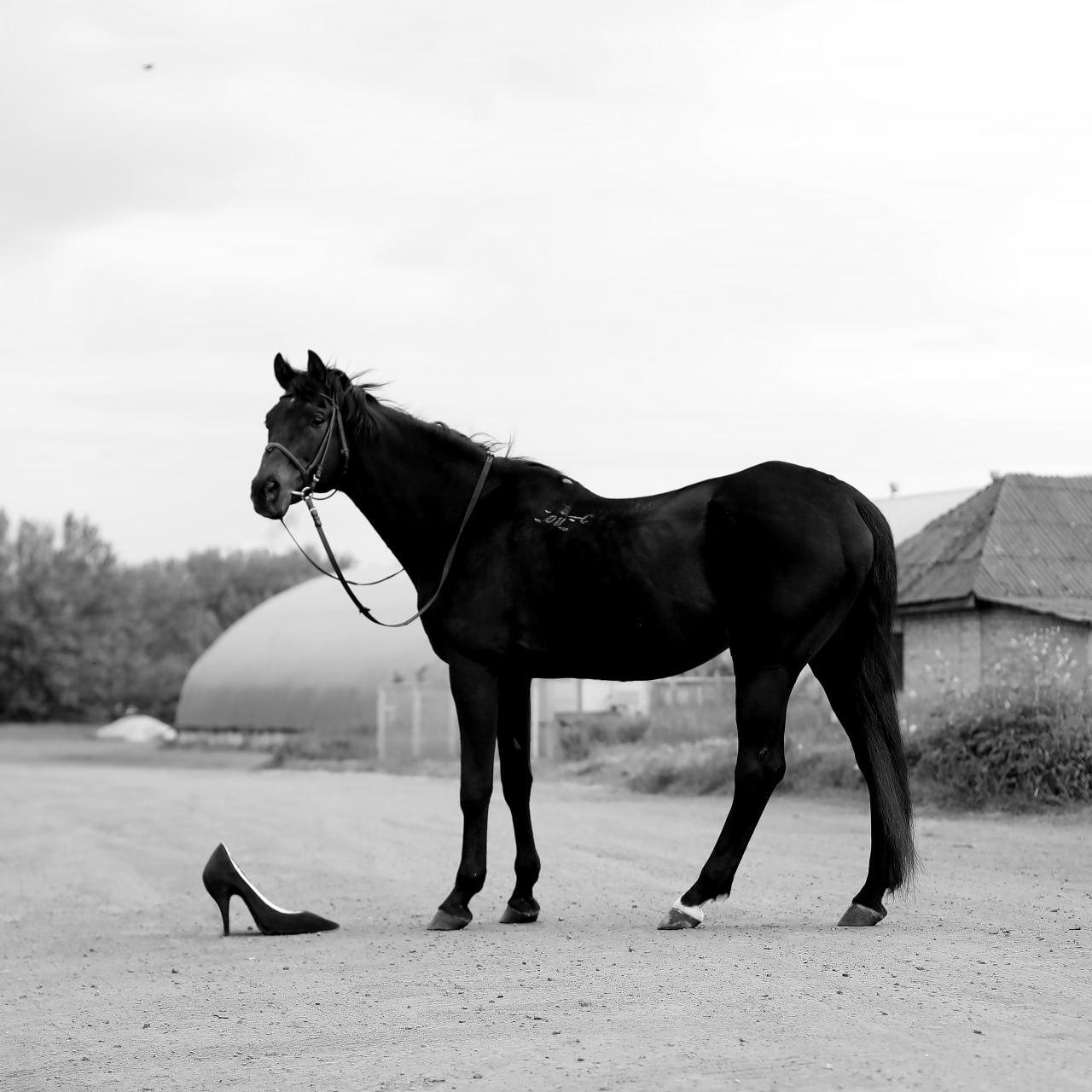 Tier Schwarz-Weiß-Fotografie