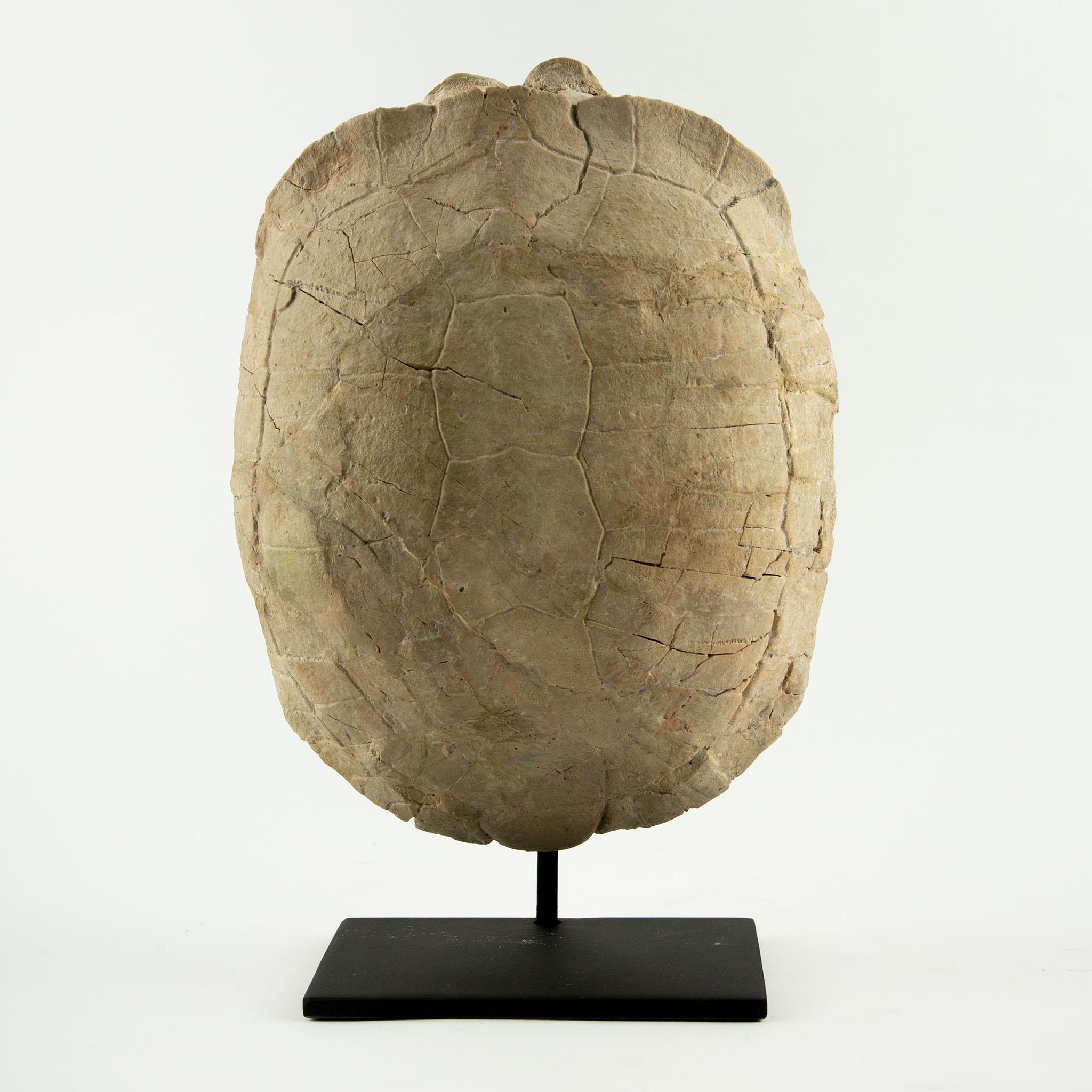 Fossile di tartaruga dell'Oligocene, South Dakota
Questo eccezionale fossile di tartaruga montato risale al periodo dell'Oligocene (circa 23-34 milioni di anni fa) ed è stato portato alla luce nel South Dakota, una regione rinomata per i suoi ricchi