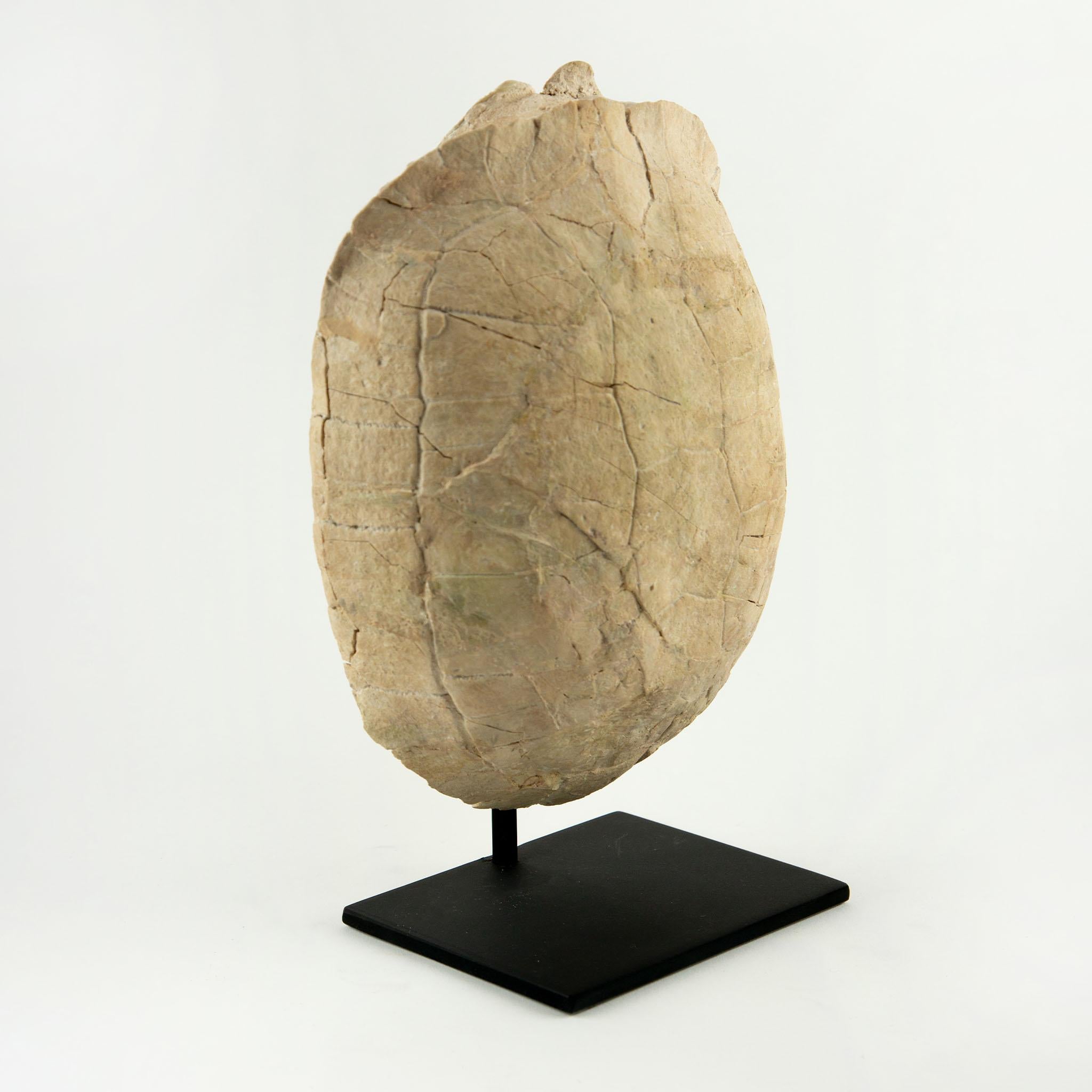 Americano Fossile di tartaruga dell'Oligocene, South Dakota in vendita
