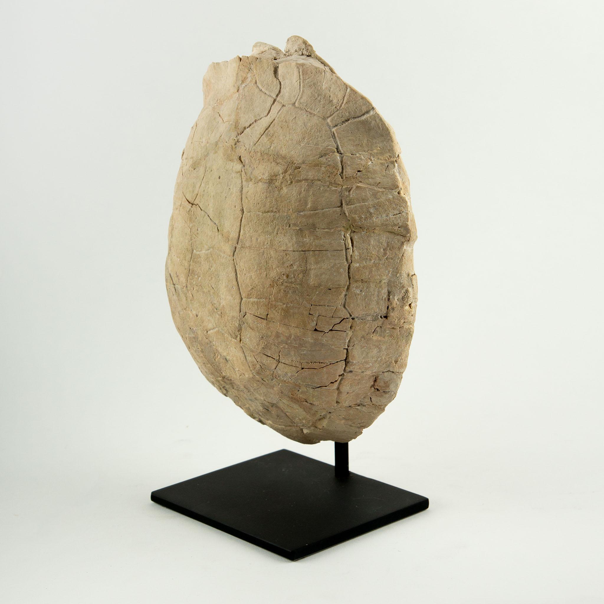 Fossile di tartaruga dell'Oligocene, South Dakota In condizioni ottime in vendita a New York, NY