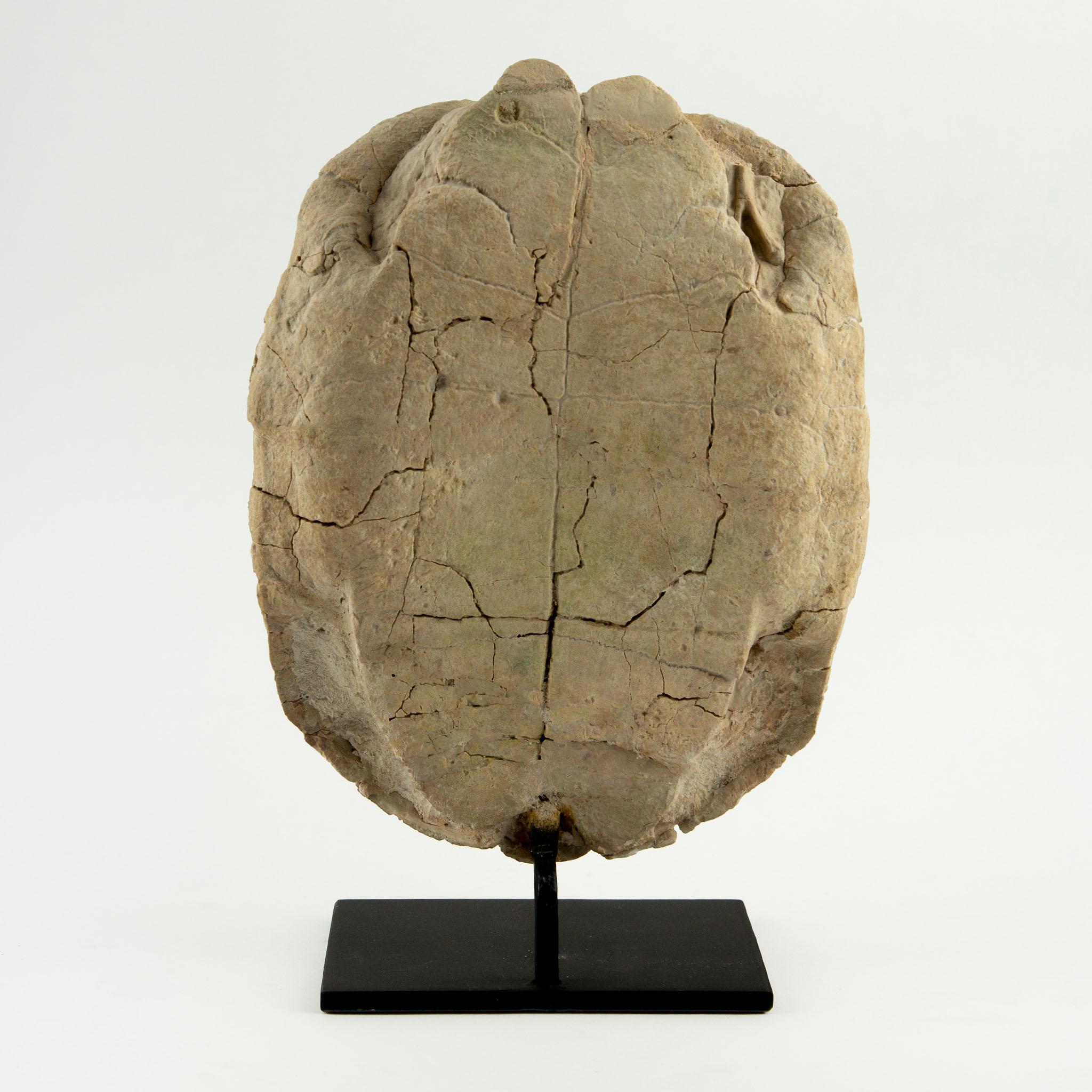 Fino al XVIII secolo Fossile di tartaruga dell'Oligocene, South Dakota in vendita