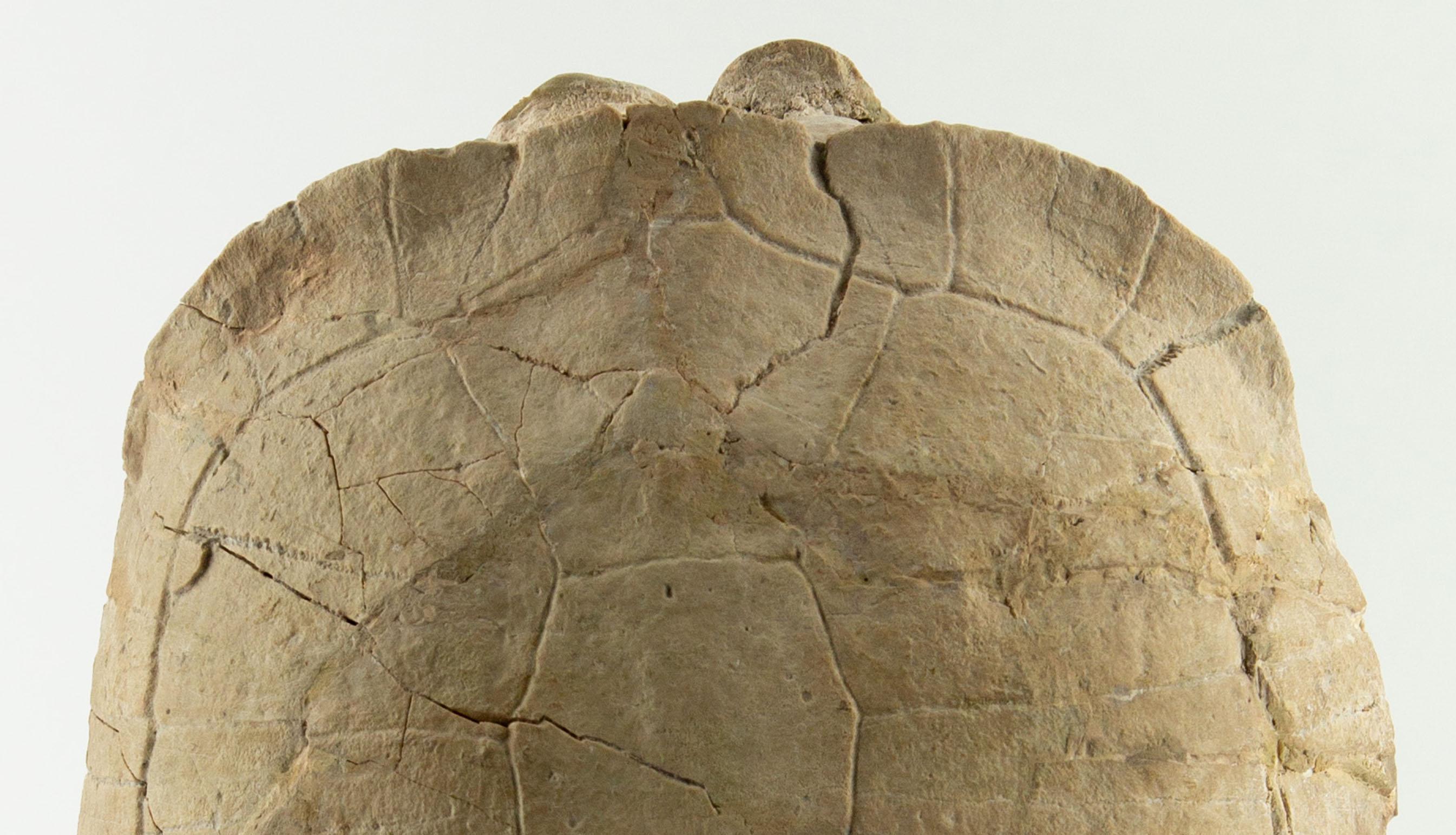 Pietra Fossile di tartaruga dell'Oligocene, South Dakota in vendita
