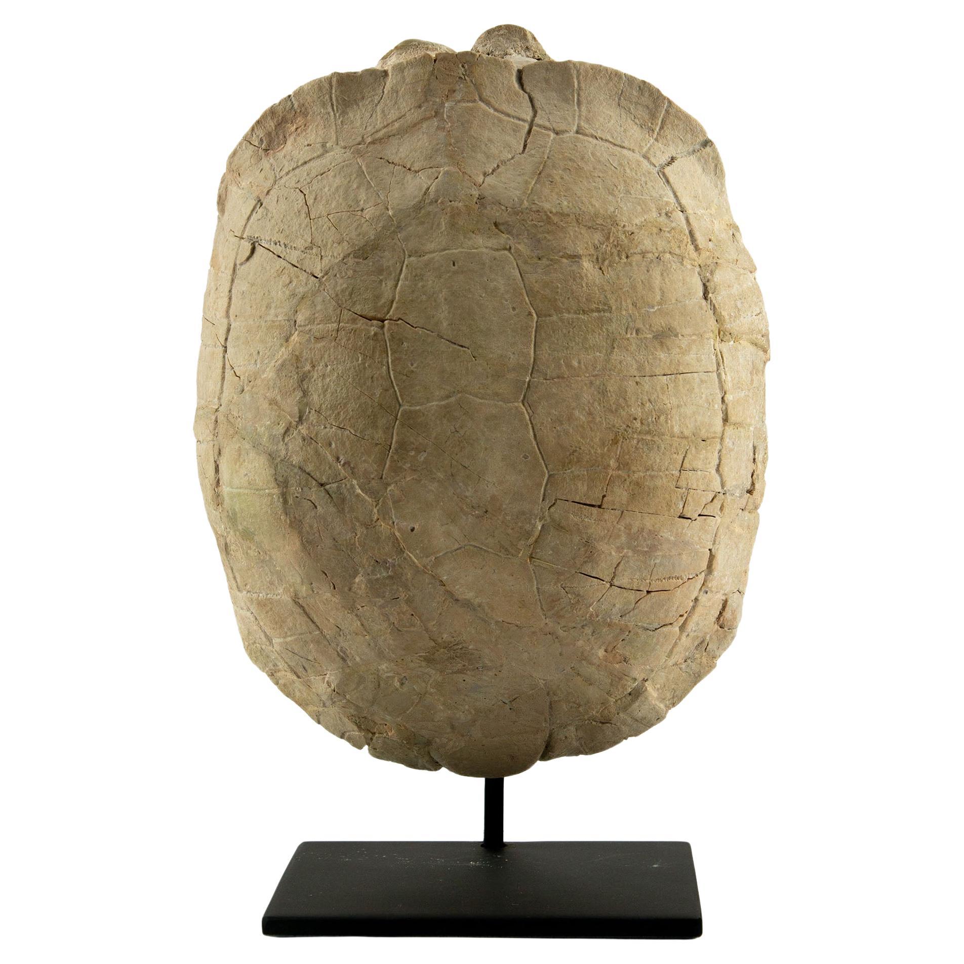 Fossile di tartaruga dell'Oligocene, South Dakota in vendita