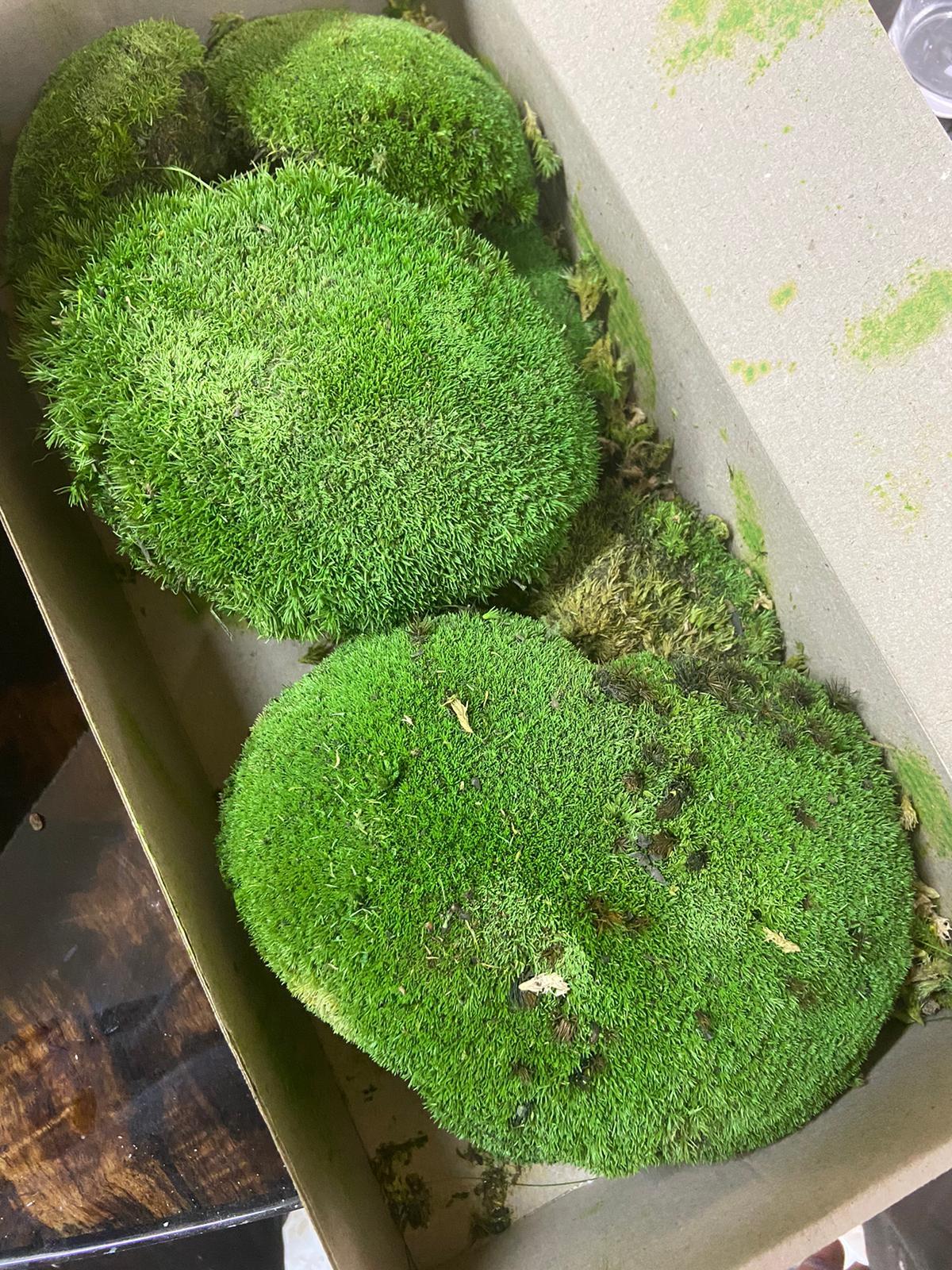 Résine époxy Table en résine époxy Olive Forest en vente