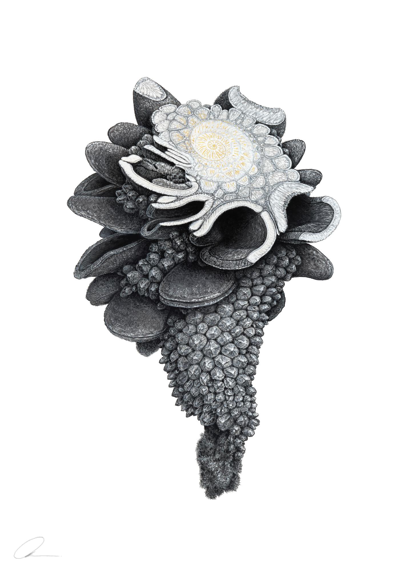 Augmented Meteorite II by Oliver Ashworth-Martin - Pastel drawing, nature, plant For Sale 1