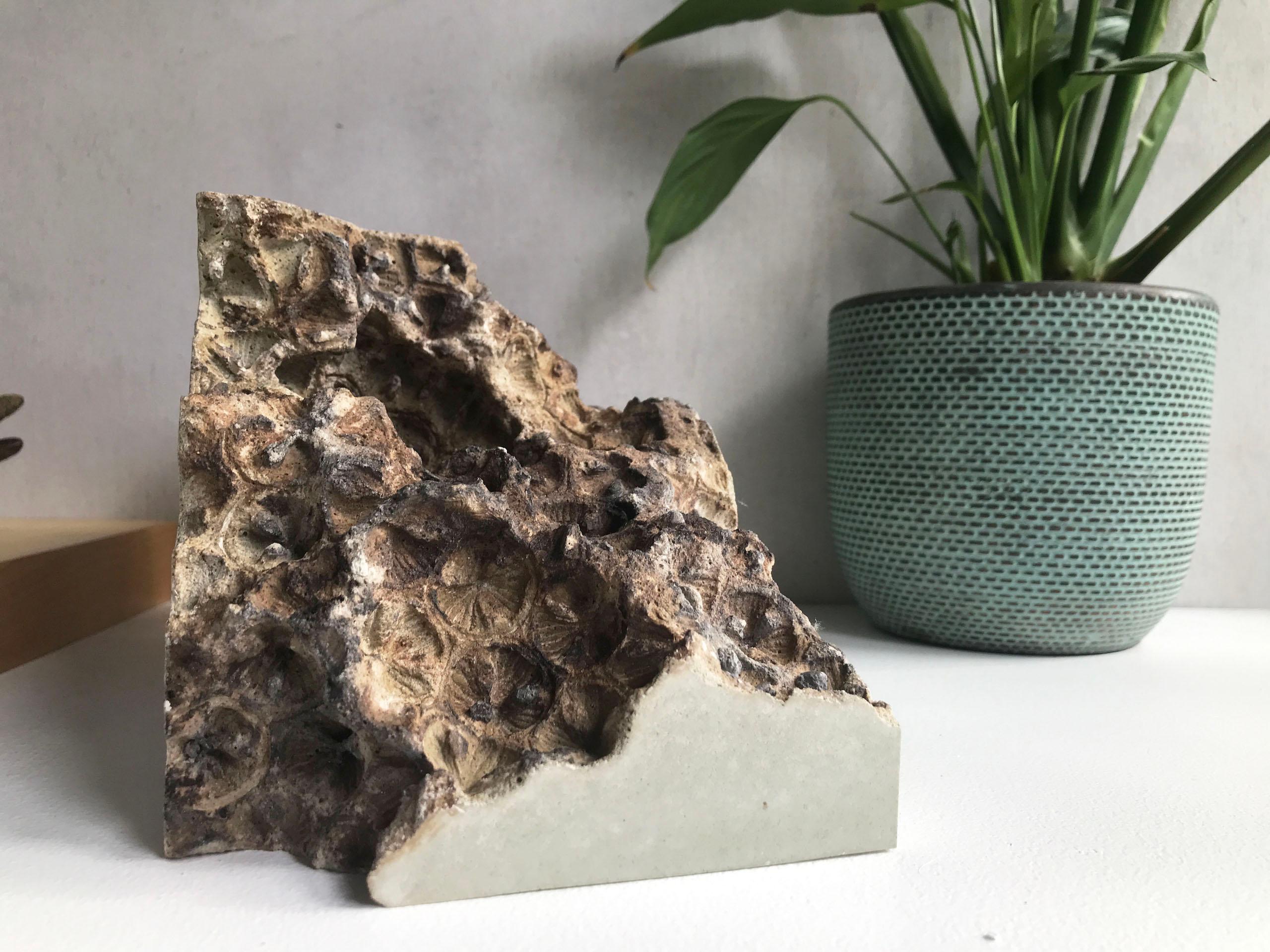 Traces V by Oliver Ashworth-Martin - Concrete sculpture, abstract, nature, seed For Sale 7