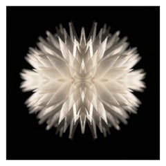 Lamina - Abstract Photography