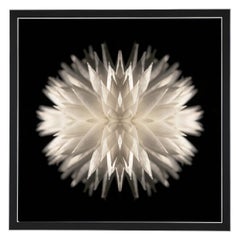 Lamina - Abstract Photography