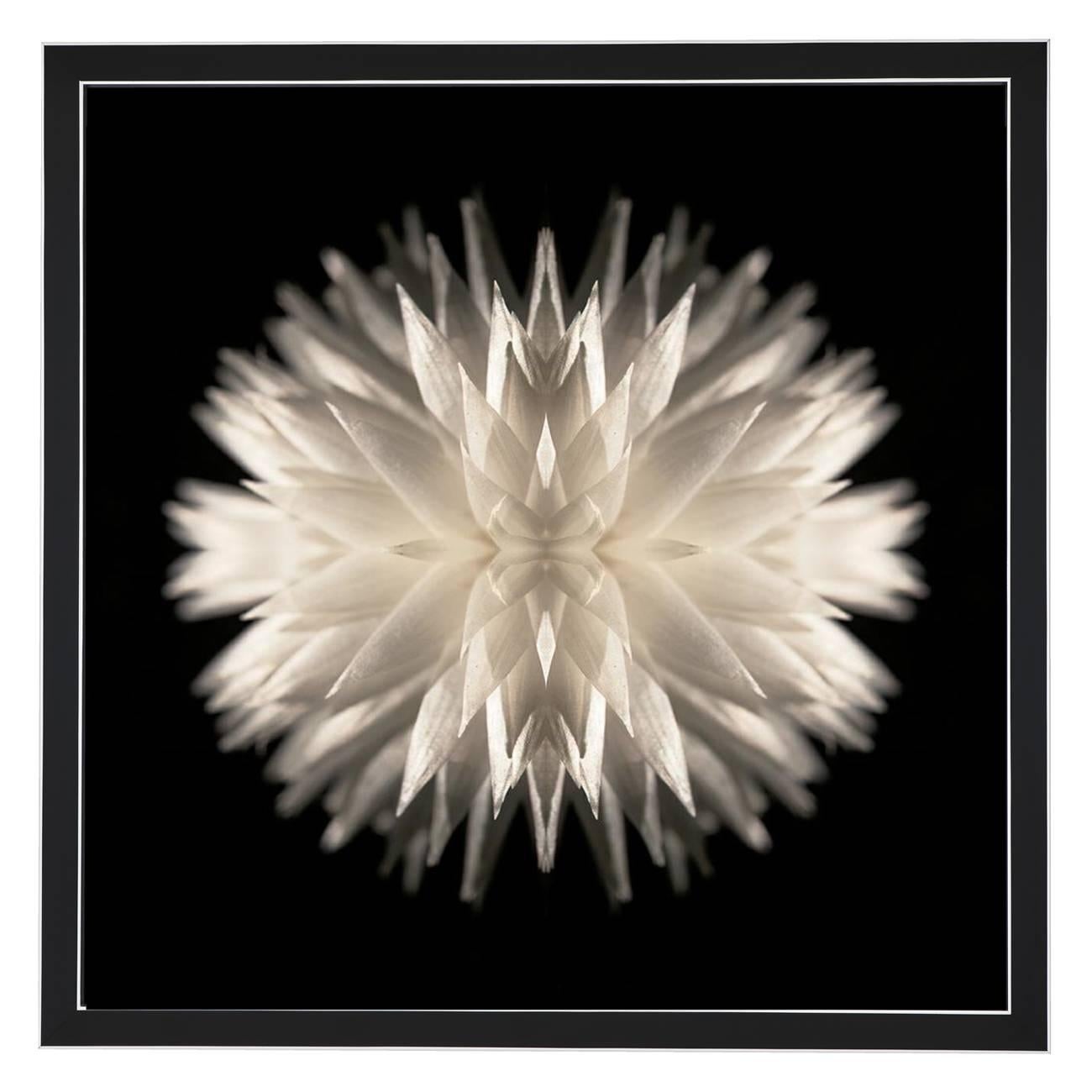 Composition:

Helichrysum (Everlasting) flower

Limited edition. Each image is uniquely printed directly to 5mm acrylic glass using UV cured pigment inks giving each photograph real depth and clarity. Every picture is beautifully framed in-house