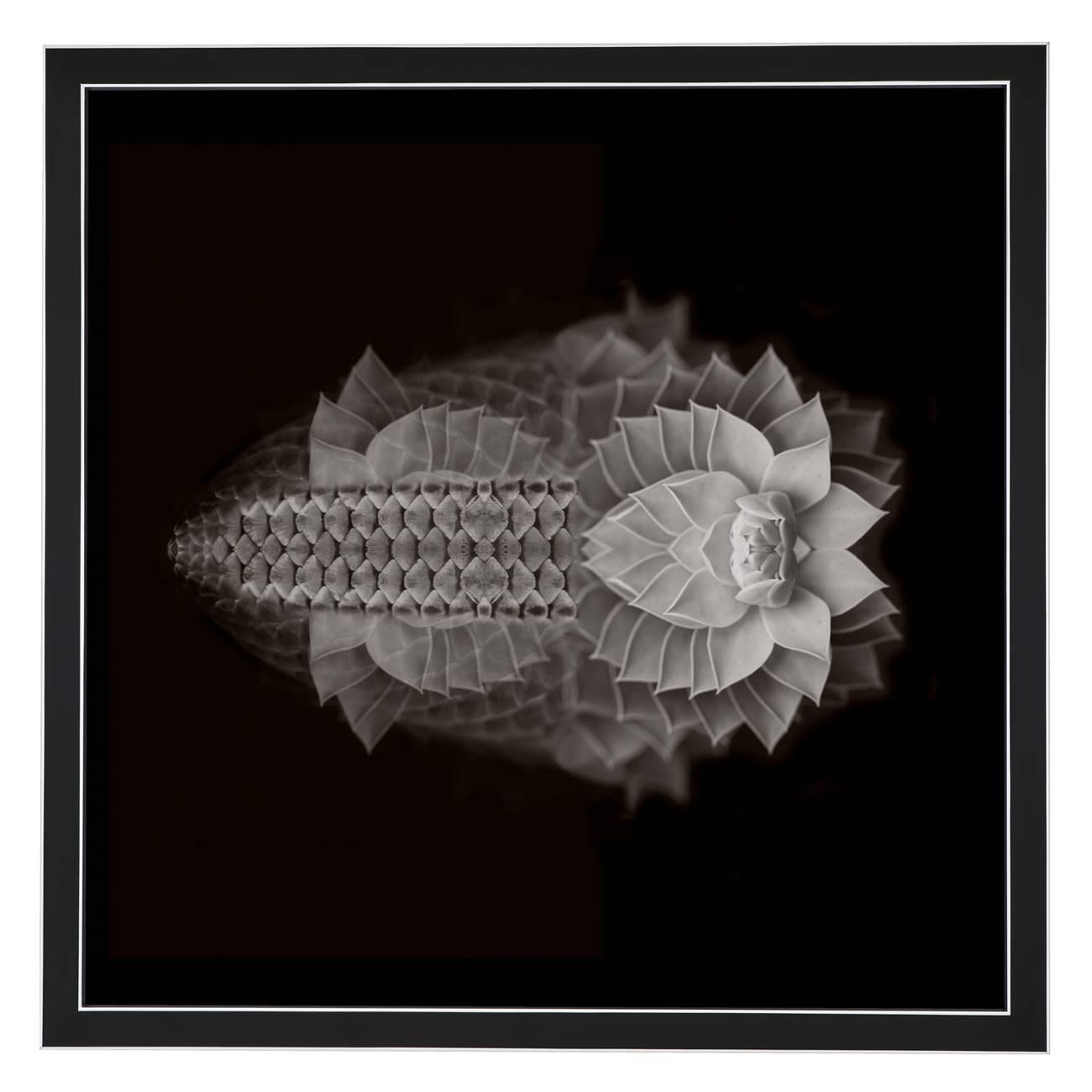 Composition:

Euphorbia Myrsinites, Aloe ferox, Tiger Fish.

Limited edition. Each image is uniquely printed directly to 5mm acrylic glass using UV cured pigment inks giving each photograph real depth and clarity. Every picture is beautifully framed