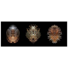 Triptych #1 - Abstract Photography