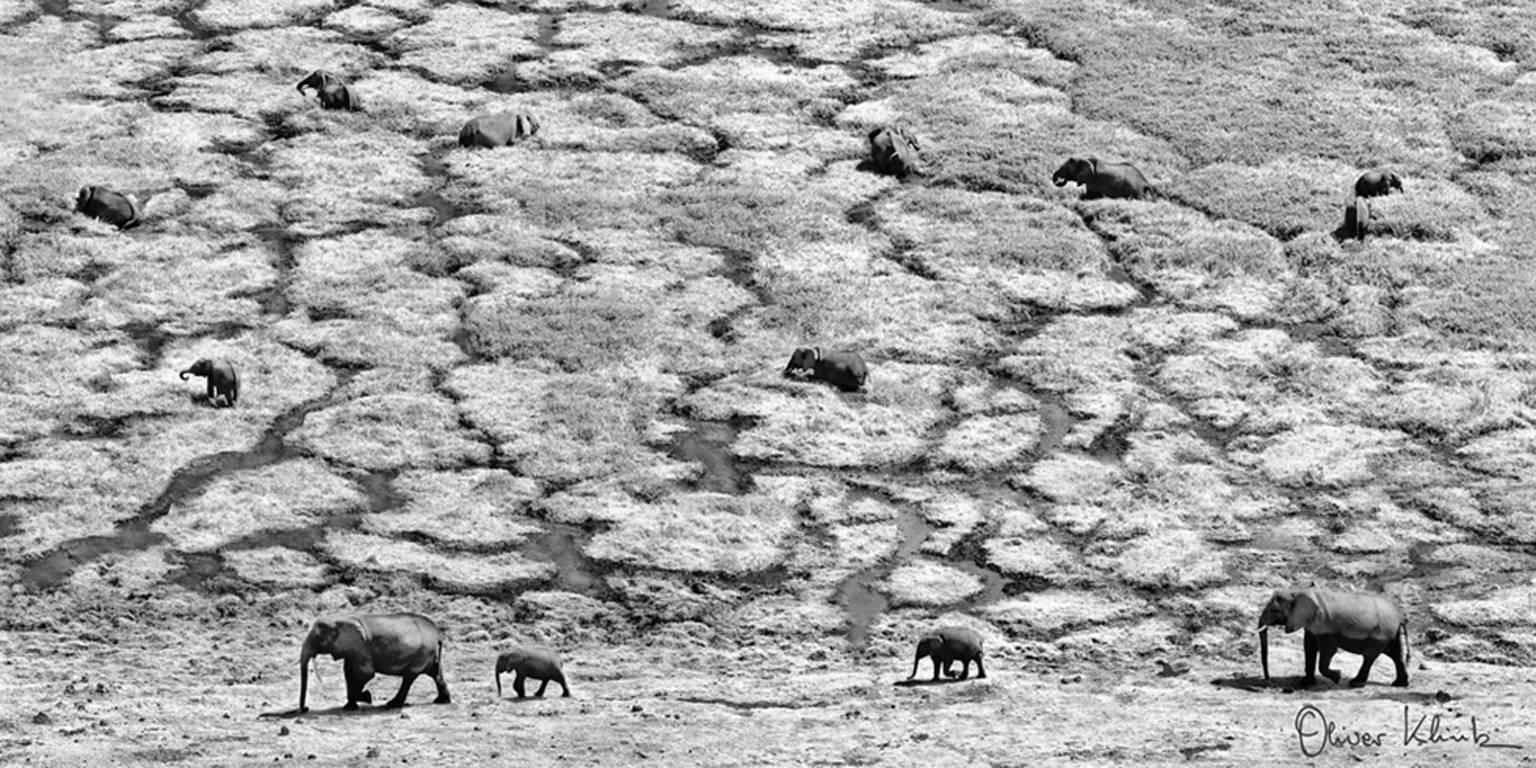 Black and White Photograph Oliver Klink - Marche des éléphants