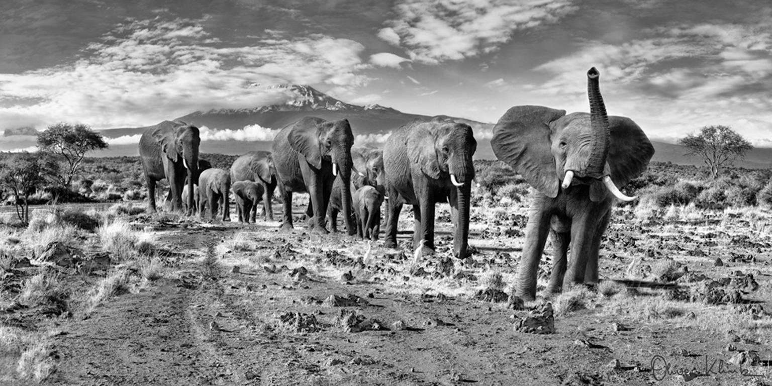 Oliver Klink Black and White Photograph - Out of Africa