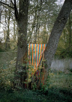 Contemporary Photography: Ribbon Tree