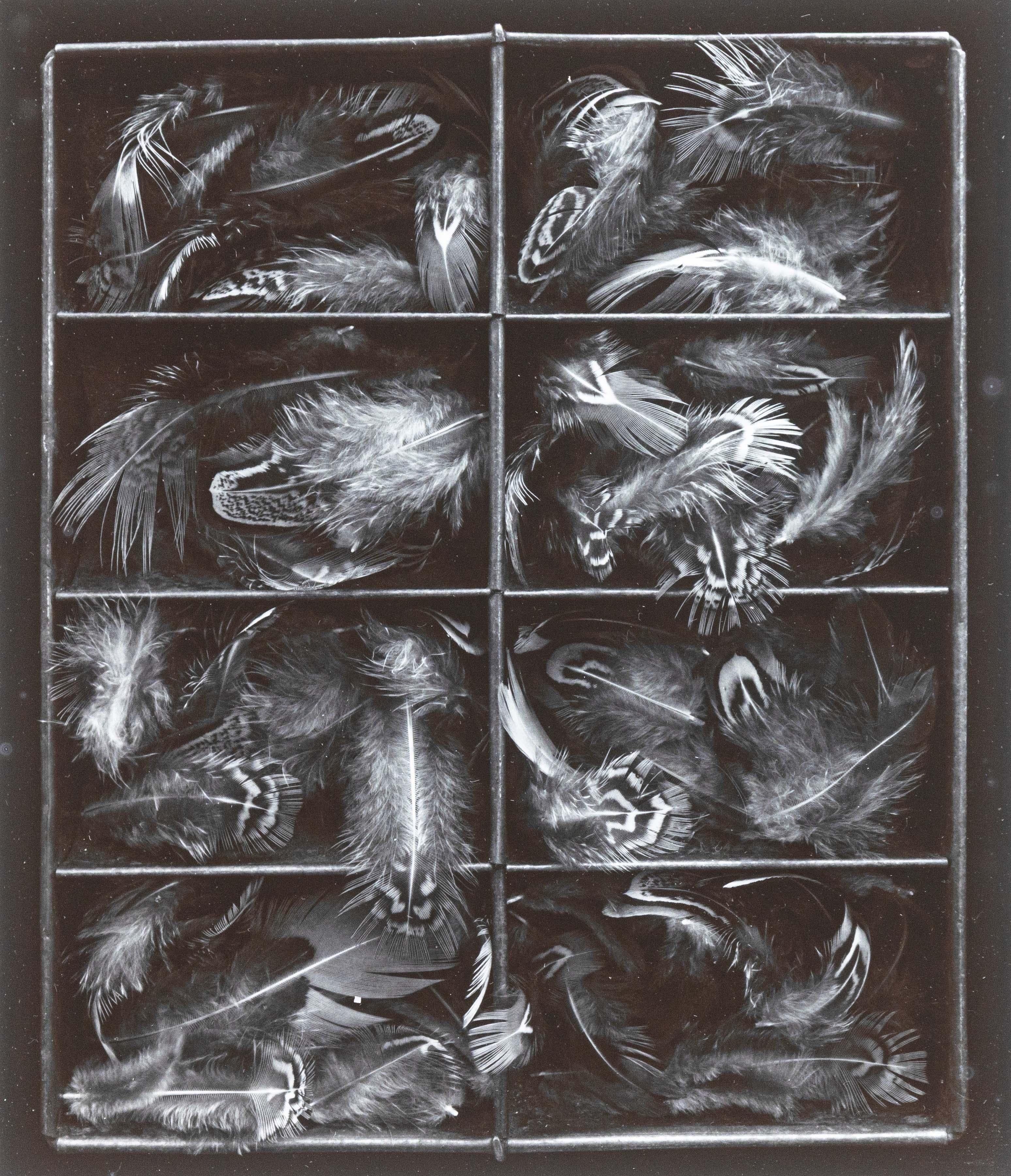 Fin du 20e siècle Olivia Parker Pheasant Feathers Photographie originale signée à la gélatine argentée 1976 en vente