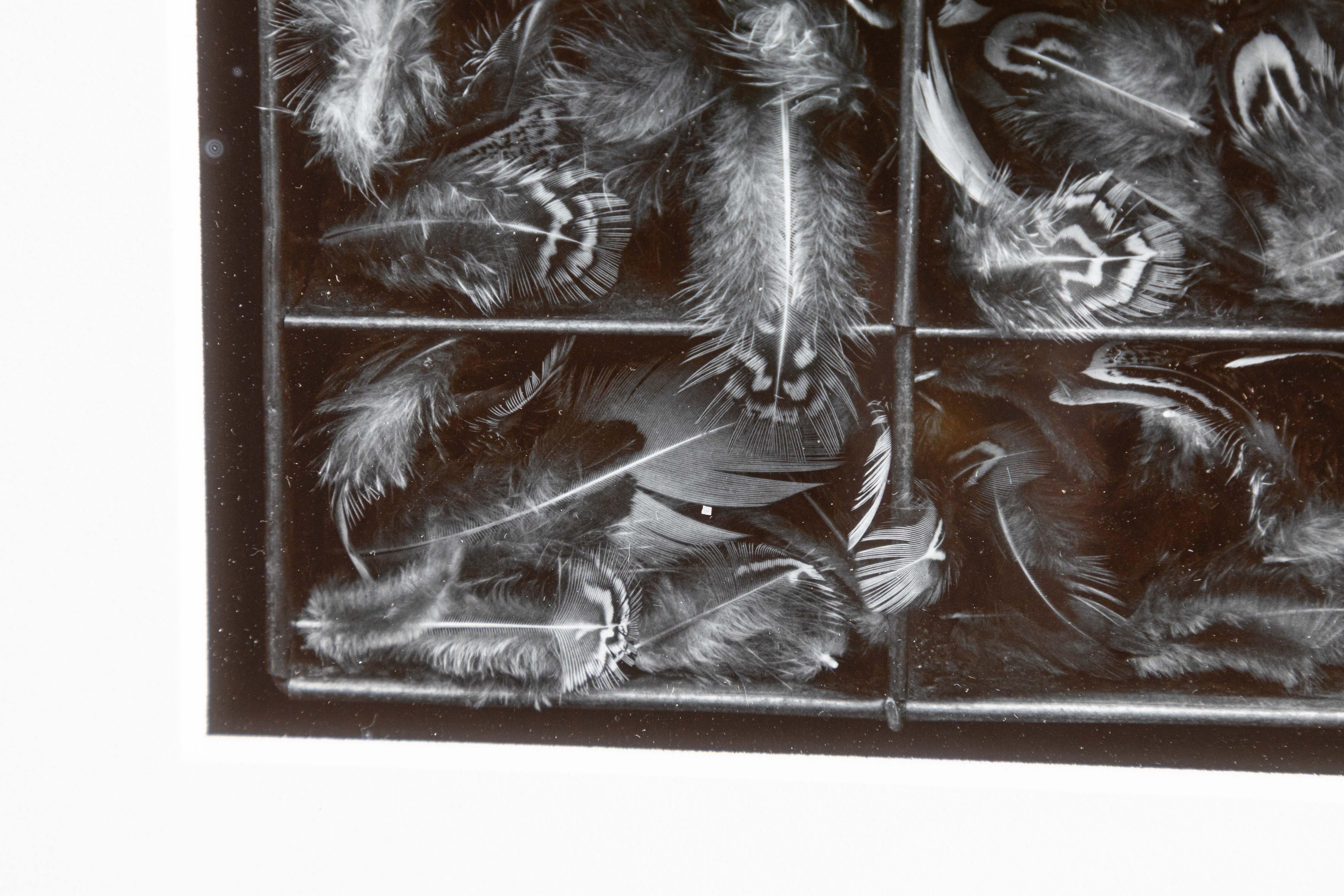 Papier Olivia Parker Pheasant Feathers Photographie originale signée à la gélatine argentée 1976 en vente