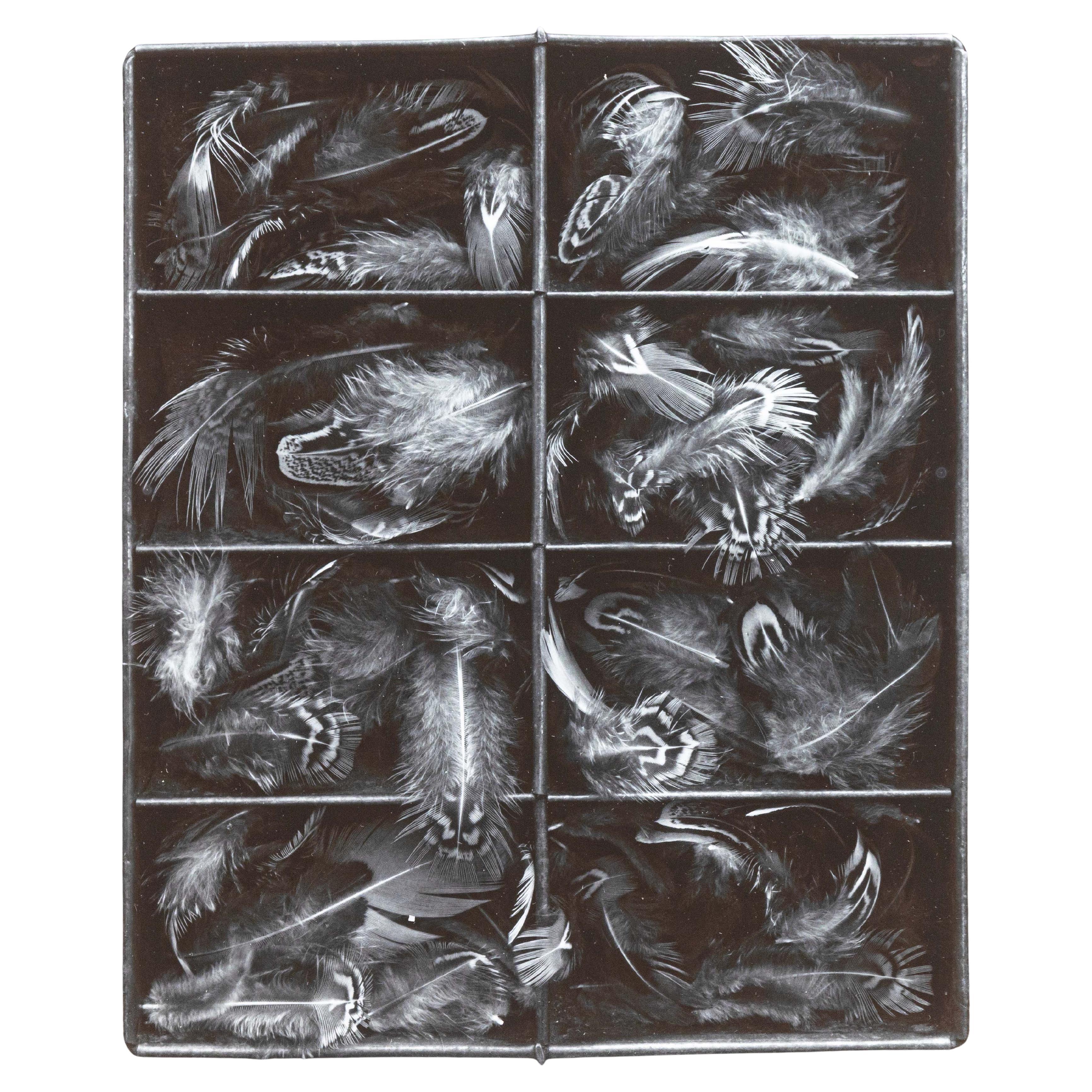 Olivia Parker Pheasant Feathers Photographie originale signée à la gélatine argentée 1976 en vente