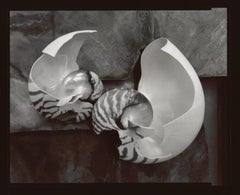 Vintage Broken Nautiluses