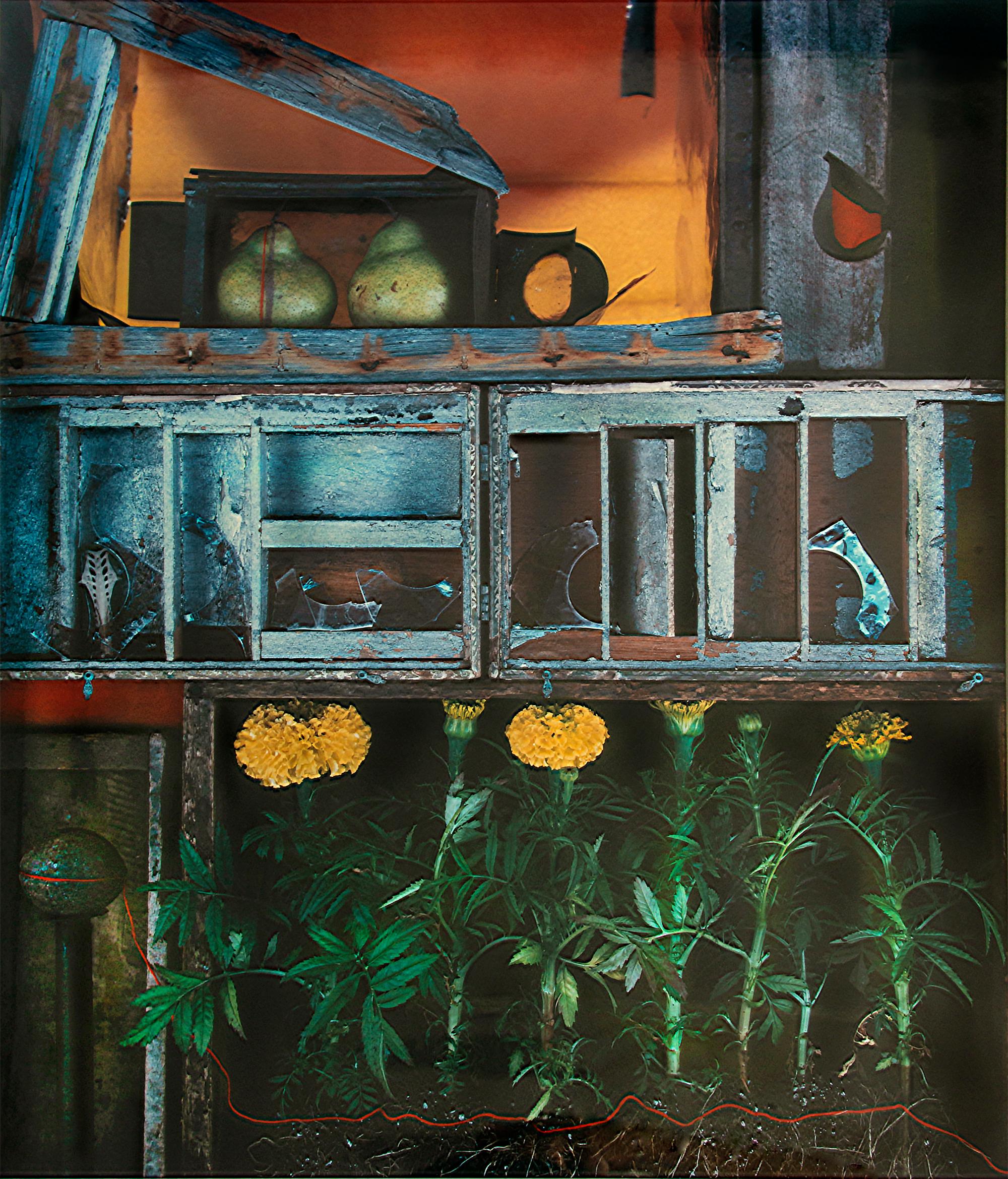 Olivia Parker Color Photograph - Cellar Marigold  Dandelion