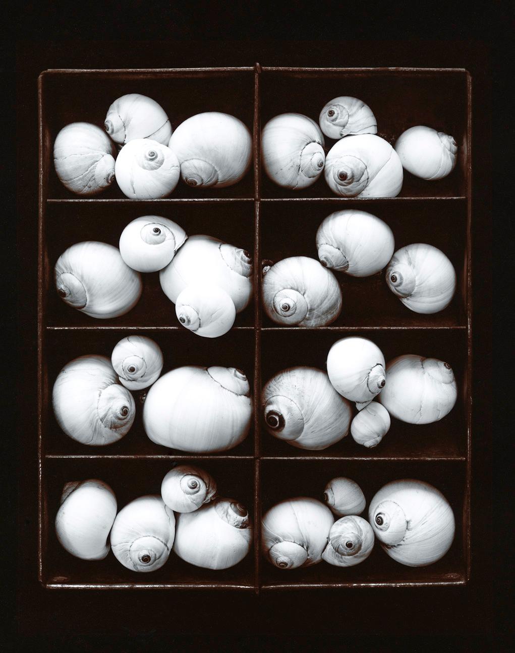 Olivia Parker Still-Life Photograph - Moon Snails