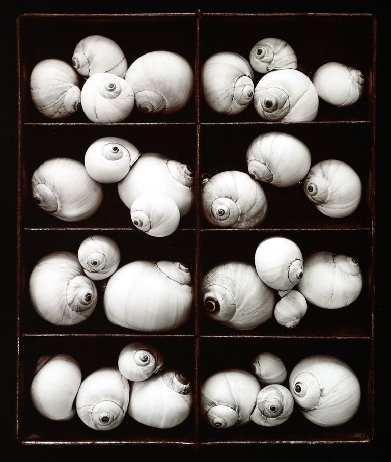 olivia-parker-moonsnails-for-sale-at-1stdibs