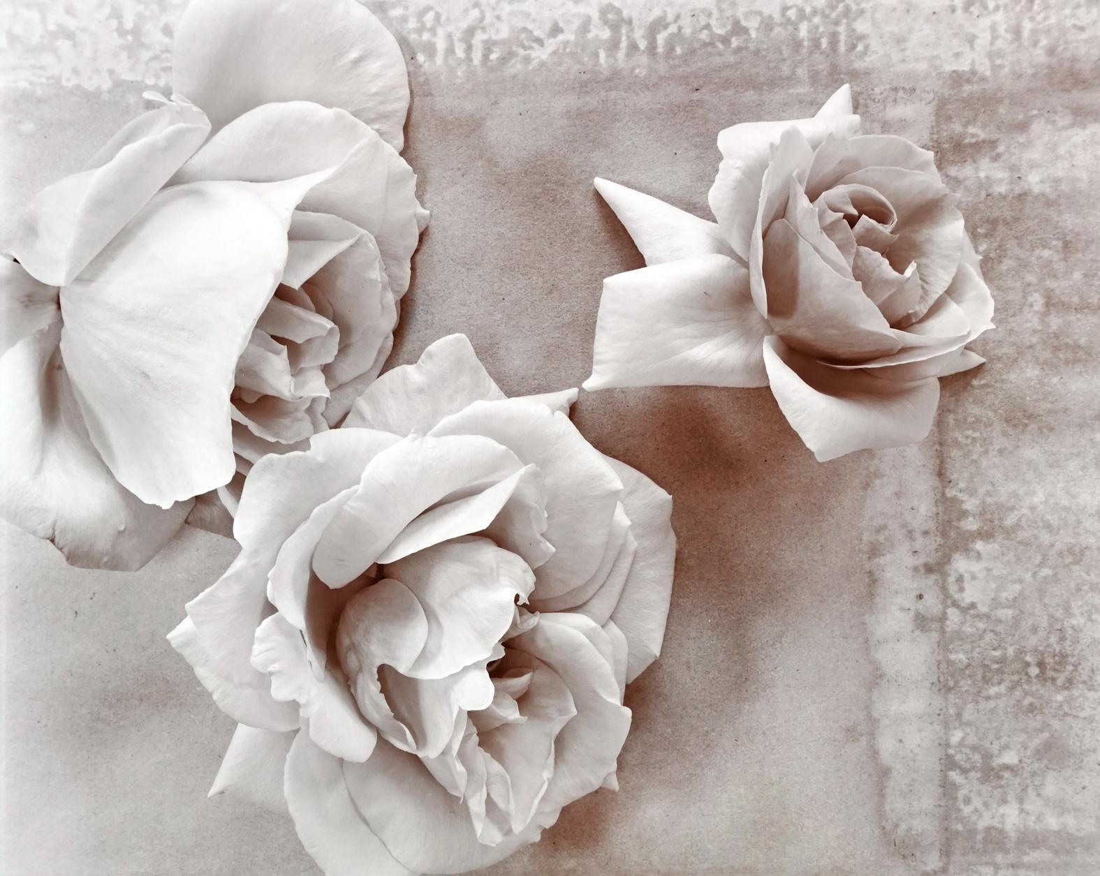 Olivia Parker Still-Life Photograph - Roses