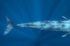 Blue Whale - Signed limited fine art print, Large underwater photo, Contemporary