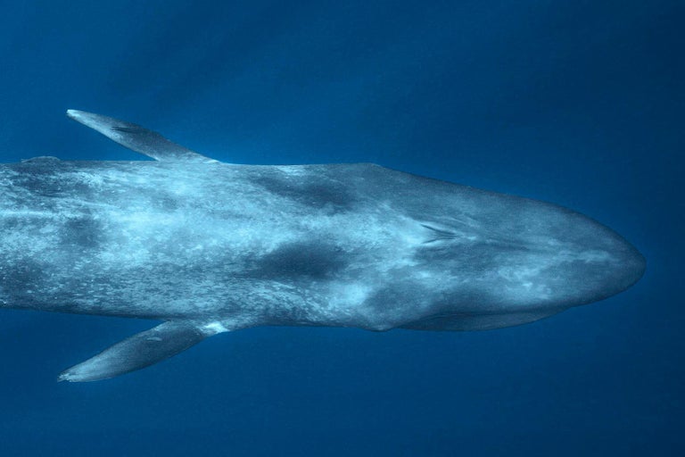 Olivier Borde Blue Whale Signed limited fine art print, Color underwater photography For