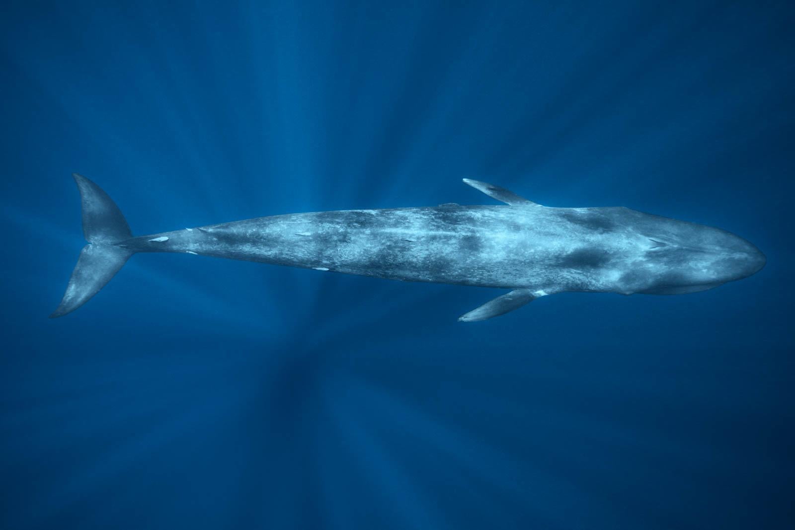 Olivier Borde Color Photograph - Blue Whale - Signed limited fine art print, Large underwater photo, Contemporary