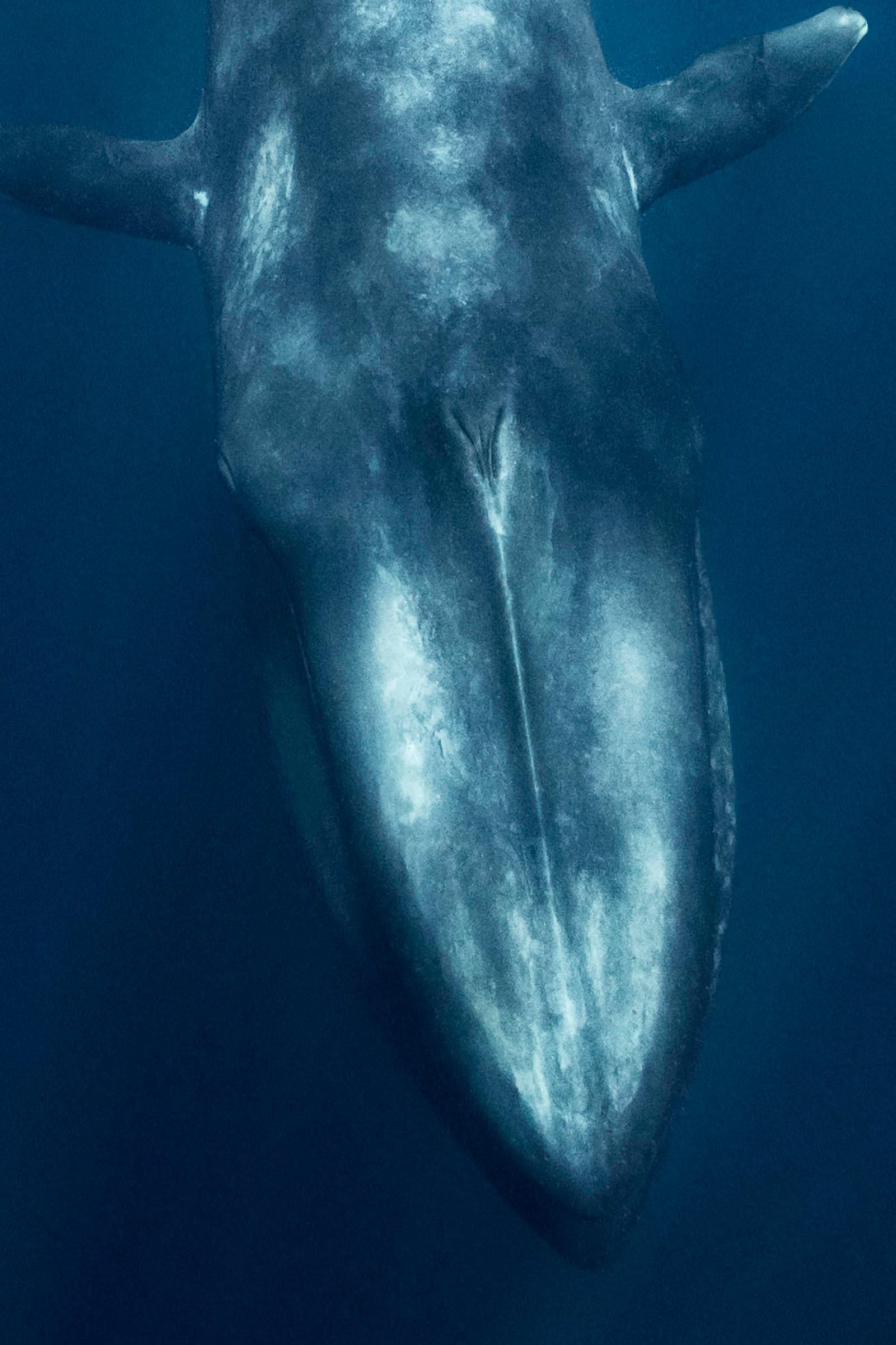 Dives Blauer Wal - signierter, limitierter Kunstdruck, Farbe unter Wasser Foto – Photograph von Olivier Borde