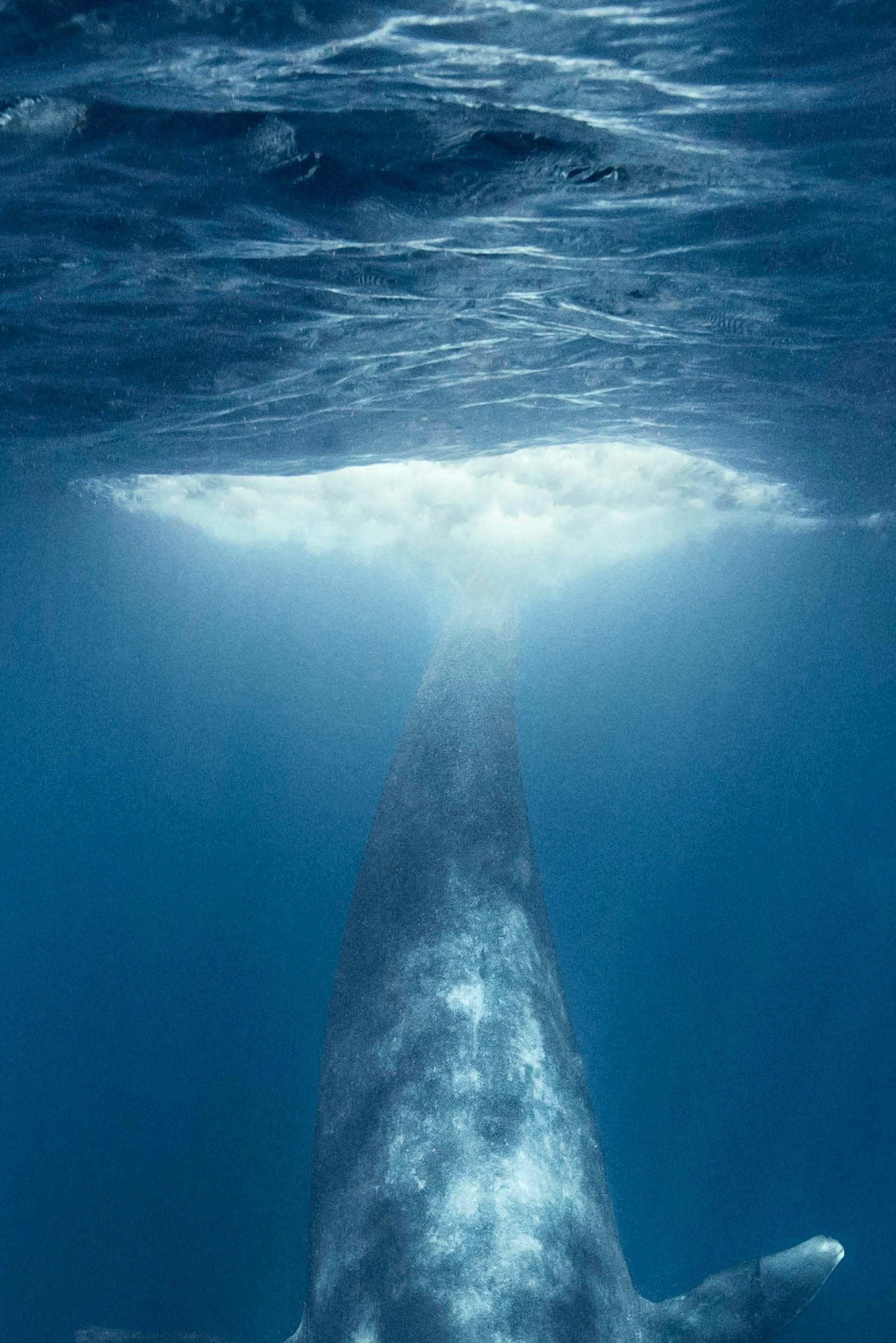 Dives Blue Whale - Signed limited nature fine art print, Color underwater photo - Contemporary Photograph by Olivier Borde