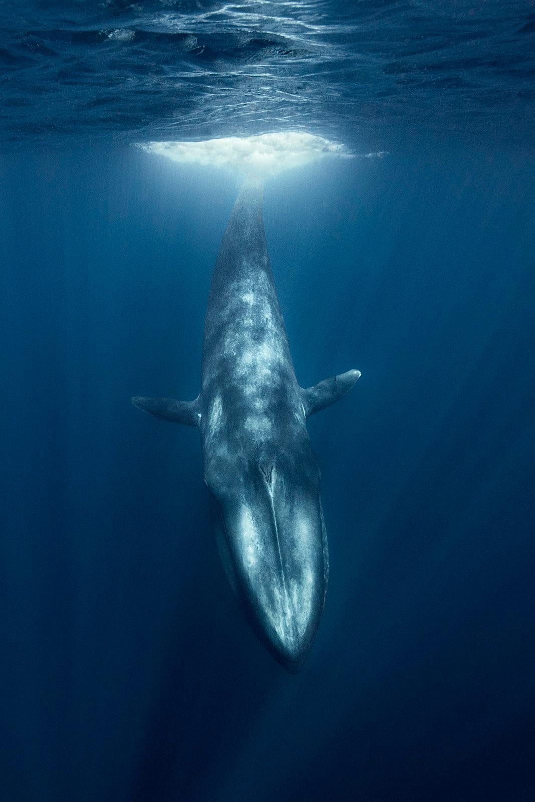 Dives Blauer Wal - signierter, limitierter Kunstdruck, Farbe unter Wasser Foto (Zeitgenössisch), Photograph, von Olivier Borde