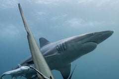 Equilibrio gráfico- Estampa animal limitada firmada, Contemporánea bajo el agua