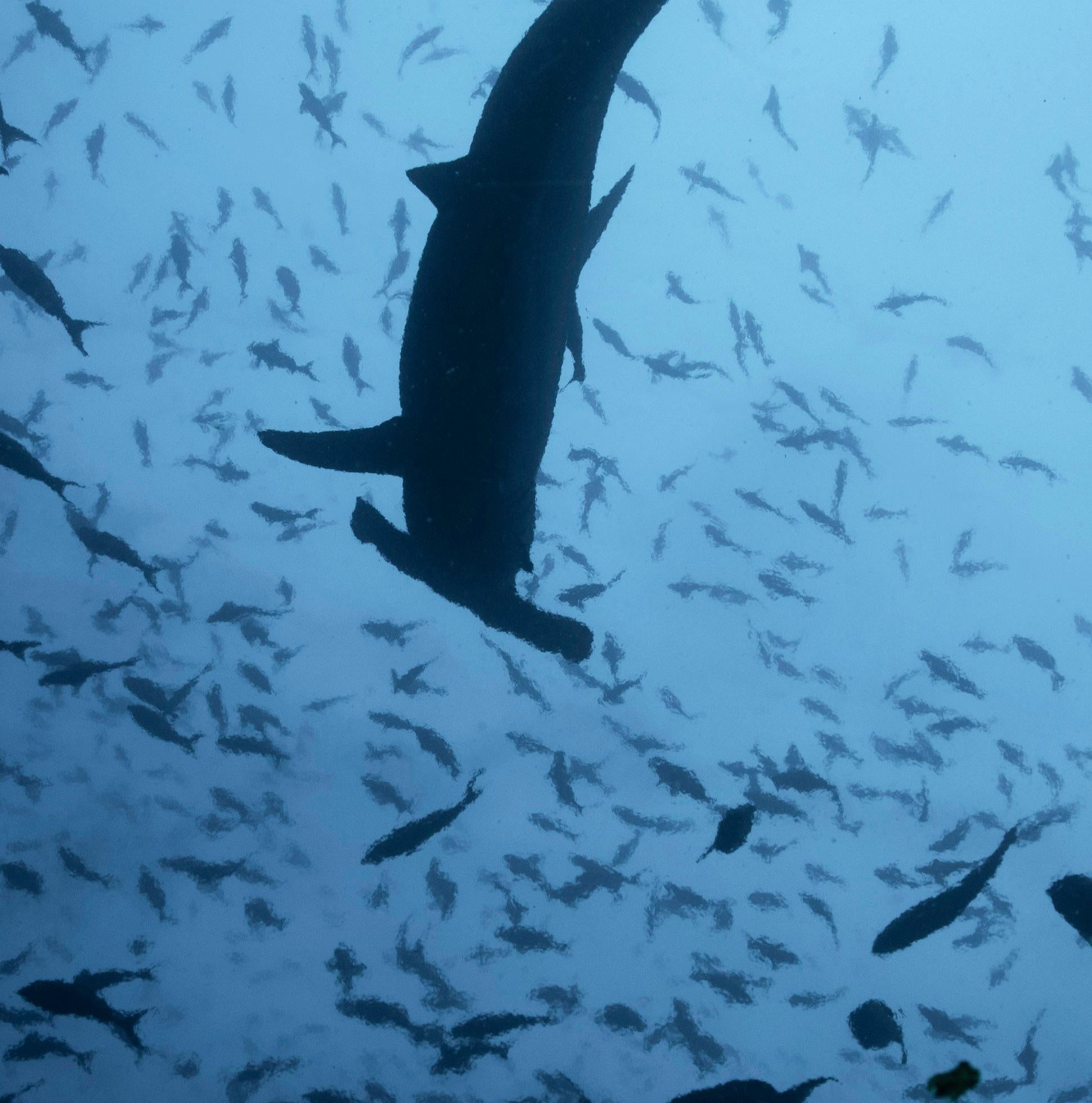 Hammerhead into the sky - Signed limited fine art print, Contemporary underwater - Photograph by Olivier Borde