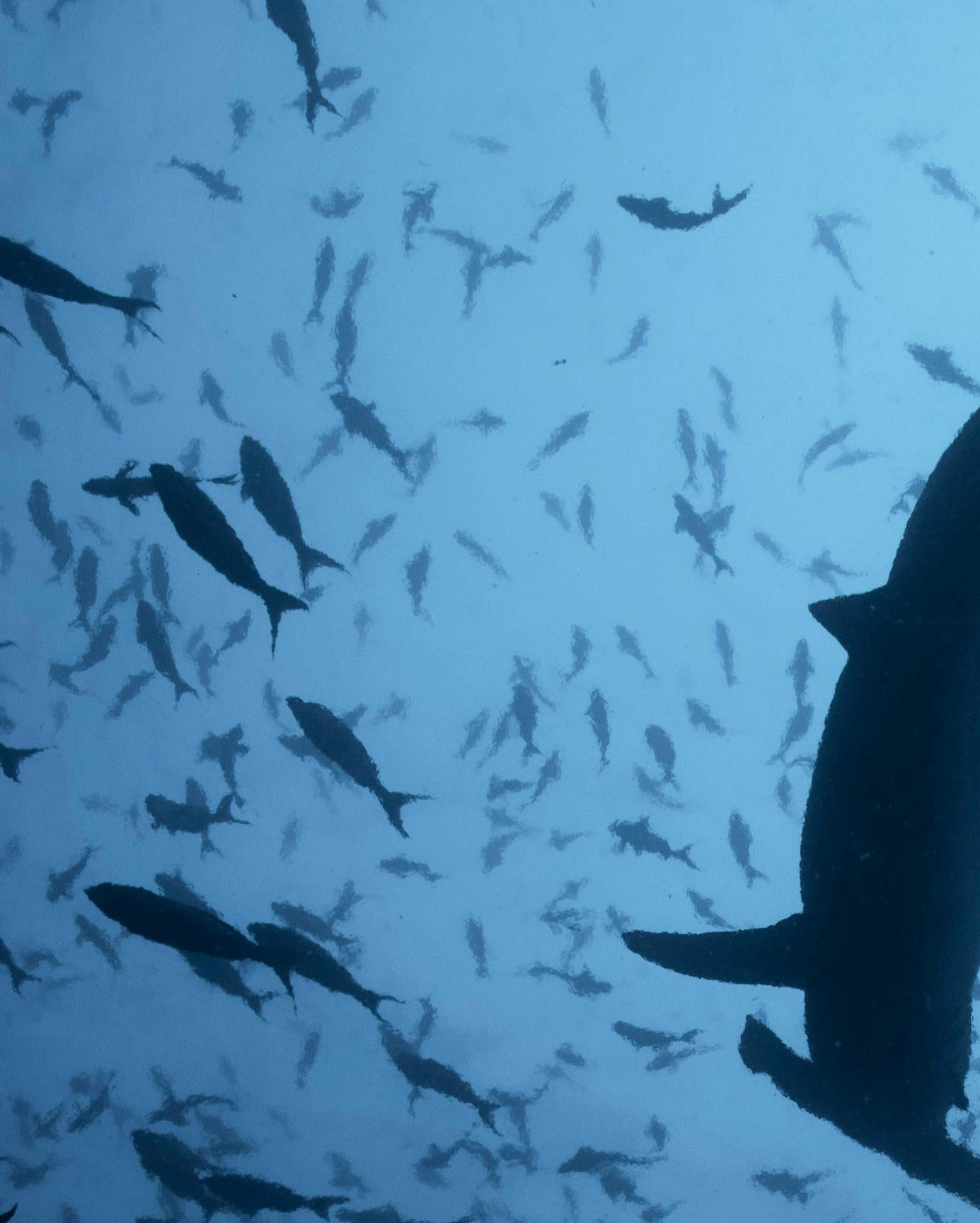 Hammerhead into the sky - Signed limited fine art print, Contemporary underwater - Blue Color Photograph by Olivier Borde