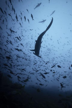 Hammerhead into the sky - Signed limited fine art print, Contemporary underwater