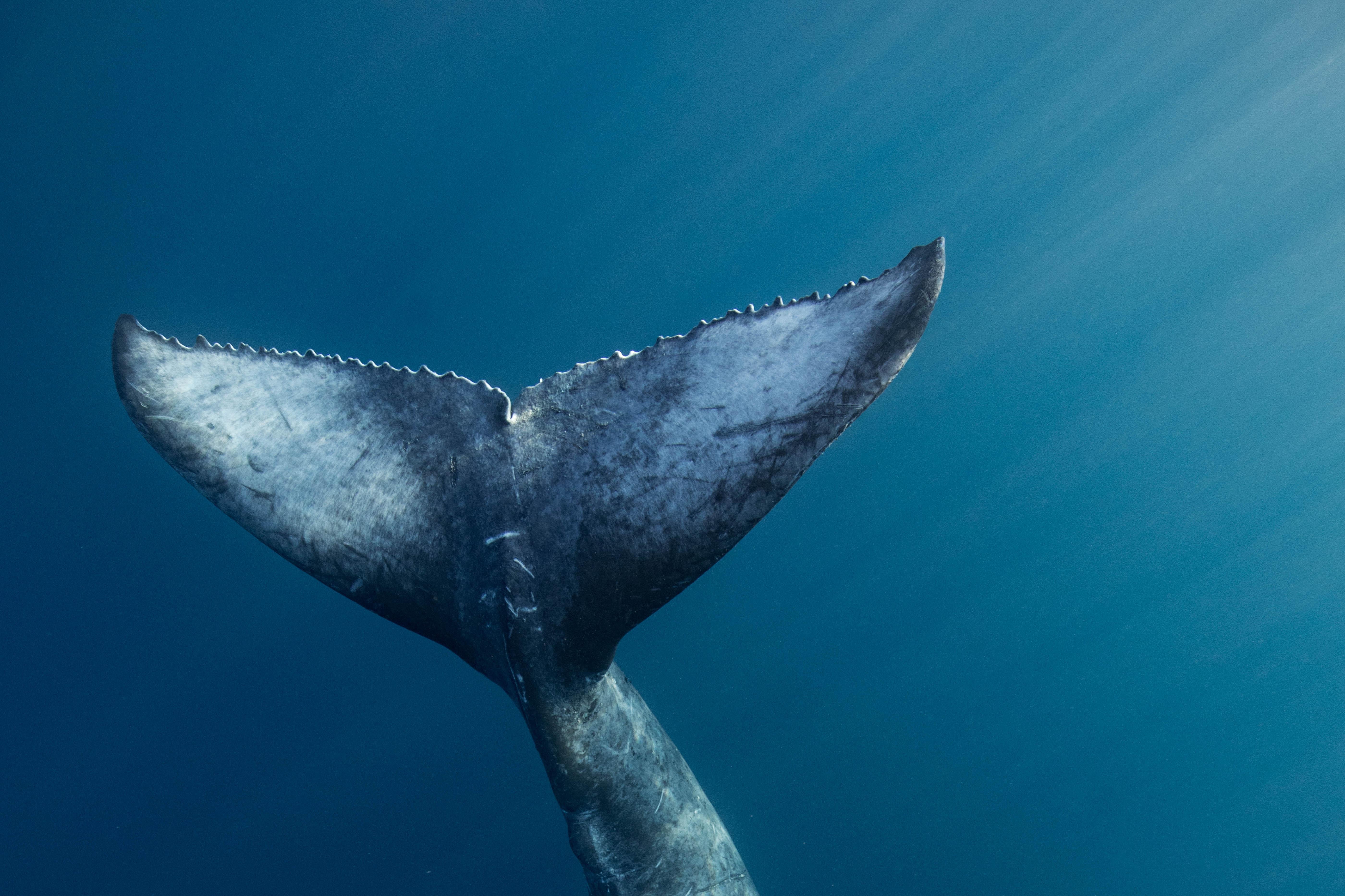Humpback Wale Gelassenheit – signierter, limitierter Kunstdruck, Unterwasserfotografie (Zeitgenössisch), Photograph, von Olivier Borde