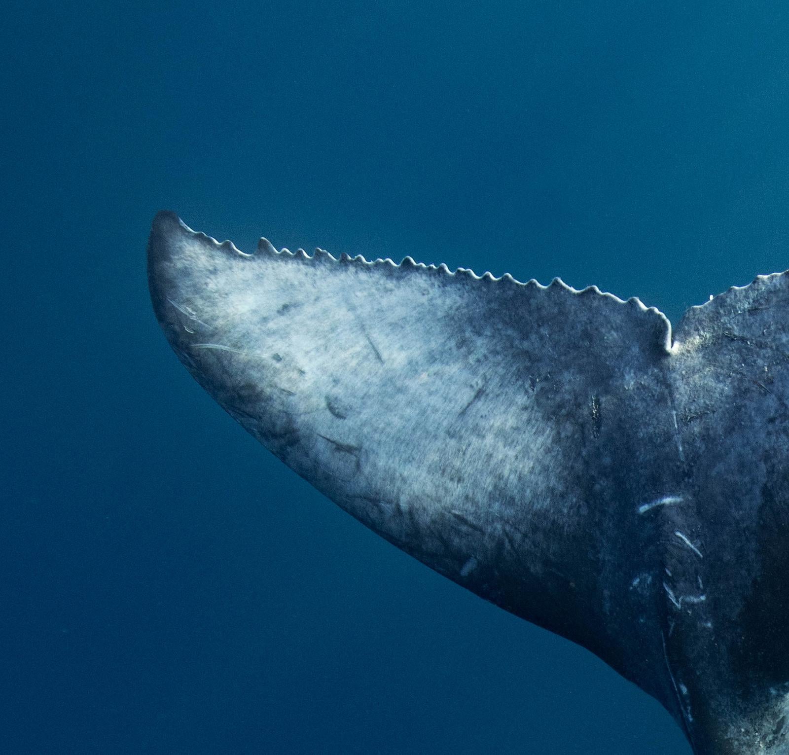 Humpback whales serenity - Impression d'art signée, photographies sous-marines - Bleu Still-Life Photograph par Olivier Borde