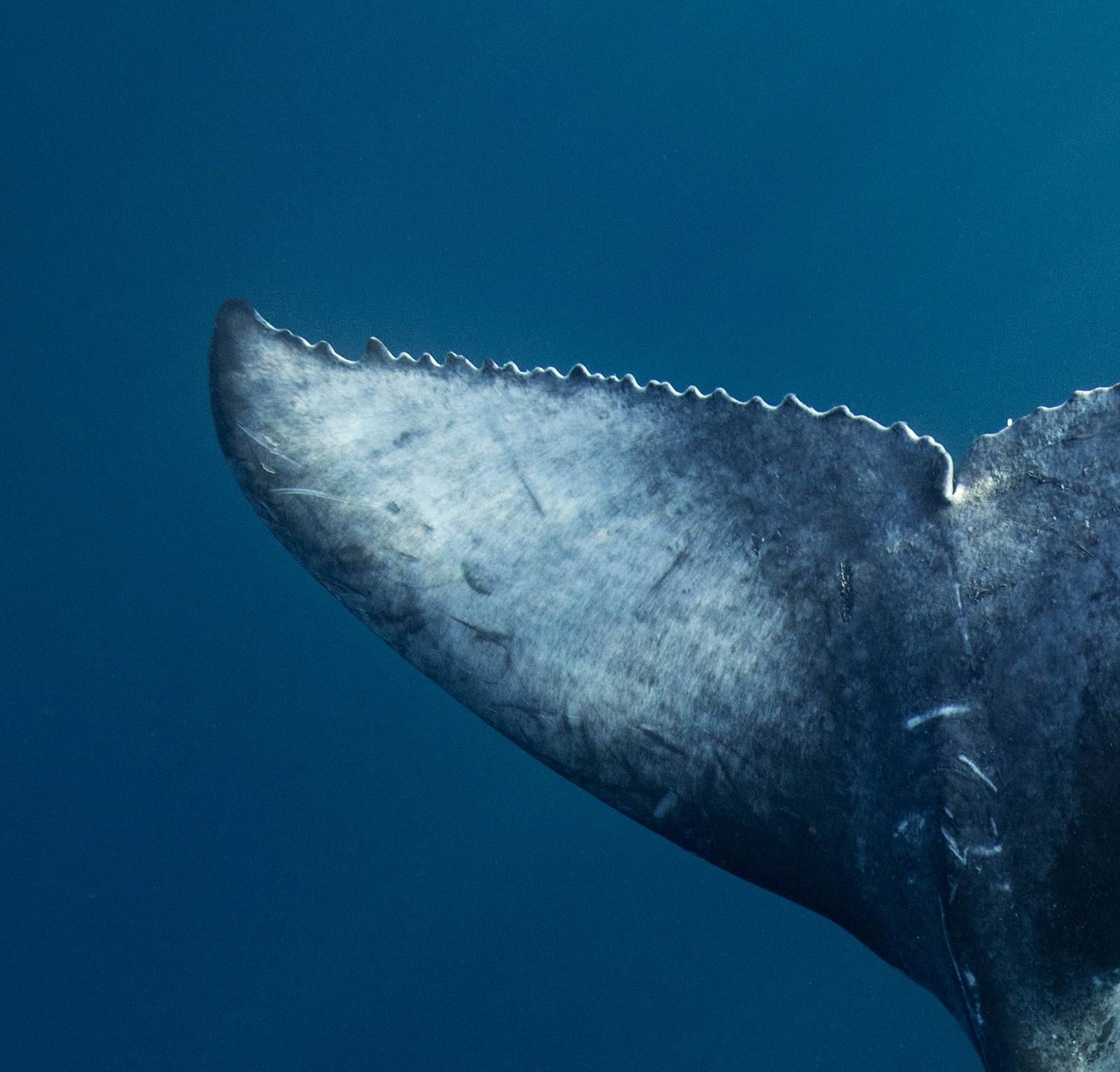 Serenidad de las ballenas jorobadas - Impresión limitada firmada, fotografía submarina - Still-Life Photograph Azul de Olivier Borde