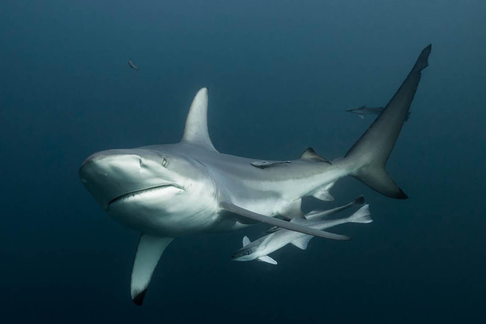 Signed limited fine art print Contemporary, Underwater- Peaceful strength sharks - Photograph by Olivier Borde