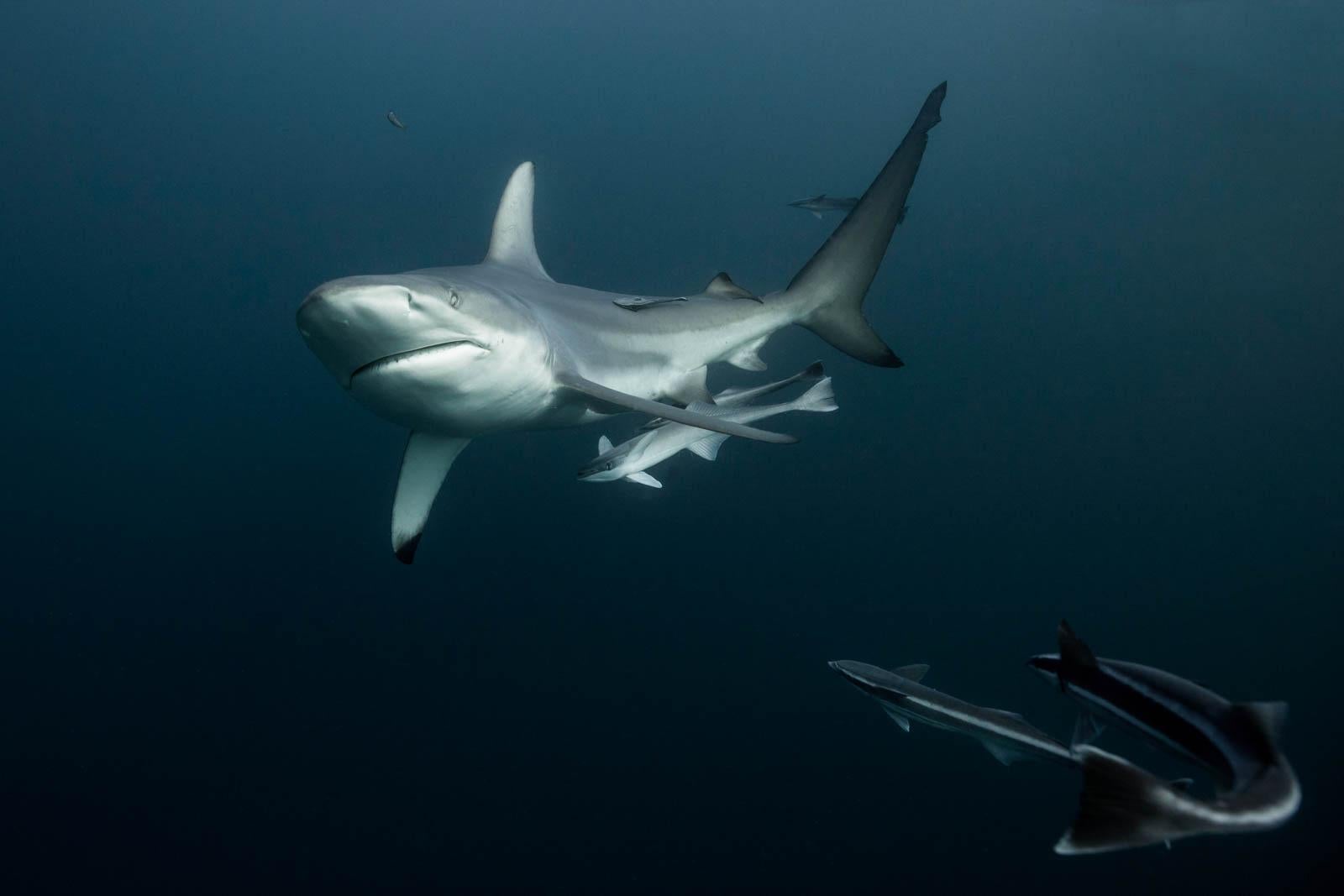 Signed limited fine art print Contemporary, Underwater- Peaceful strength sharks - Black Still-Life Photograph by Olivier Borde