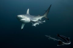 Peaceful strength sharks - Signed limited fine art print, Color underwater photo