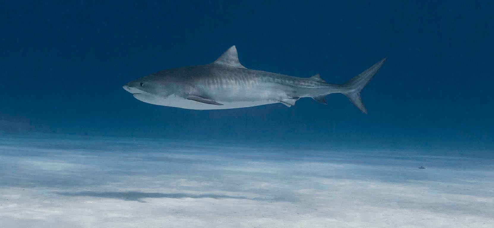 Tiger sharks - Signed limited fine art print, Contemporary underwater photo - Photograph by Olivier Borde