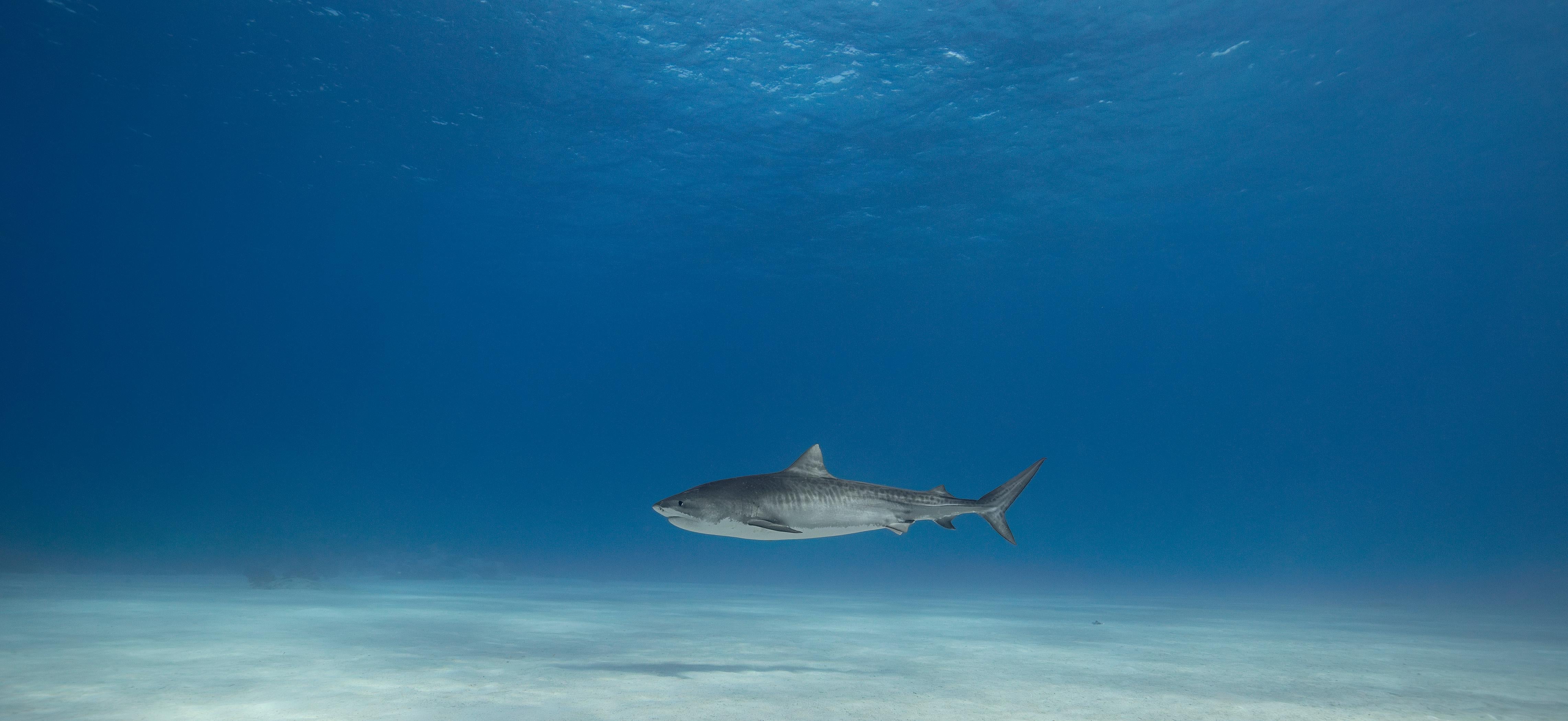 Requins tigres - Tirage d
art limité signé, Photo sous-marine contemporaine